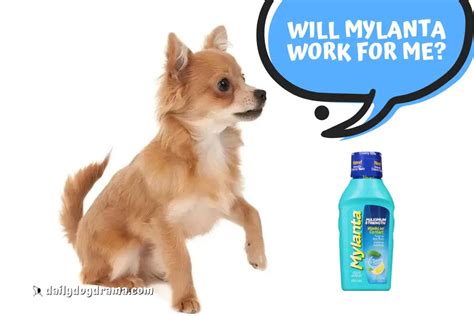 dosage of mylanta for dogs|what antacids can dogs take.